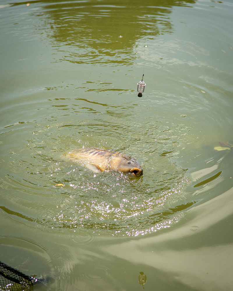 gfr307-312_maggotfeeder-009_inusejpg