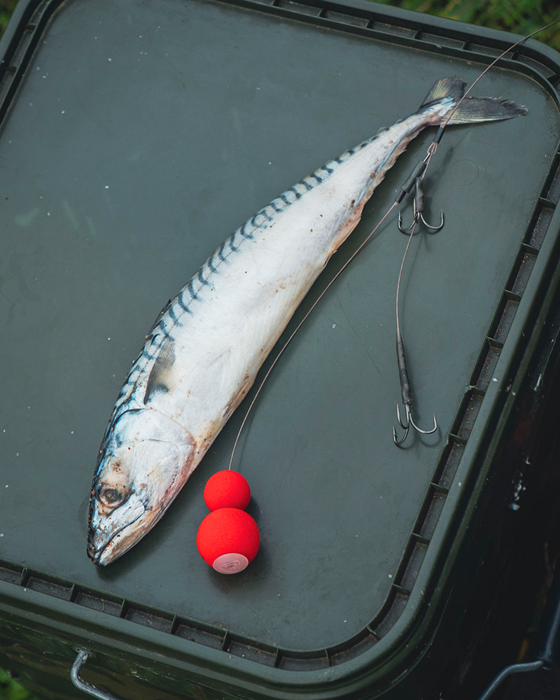 frr030_31_perdator_twin_treble_pop_up_traces_mainjpg