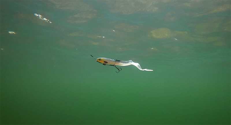 slick-eel-silver-halo-underwaterjpg