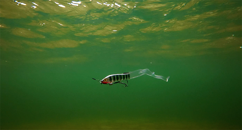 slick-eel-stickleback-underwaterjpg
