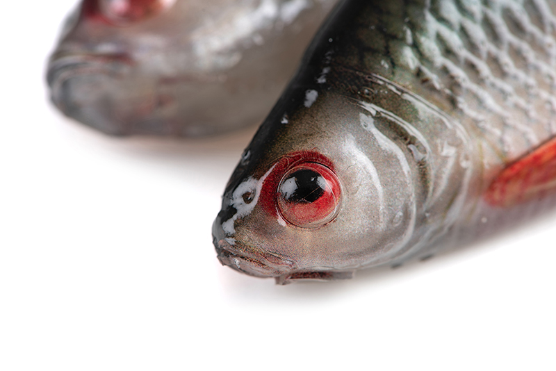 nre632-633_rage_ultra_natural_roach_detail_5jpg