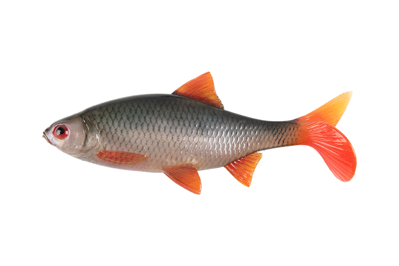 nre632-633_rage_ultra_natural_roach_mainjpg