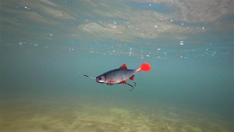 roach-rep-harness-underwaterjpg