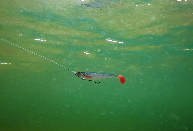 pro-shad-roach-underwaterjpg