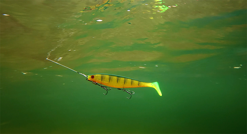 pro-shad-un-perch-underwaterjpg