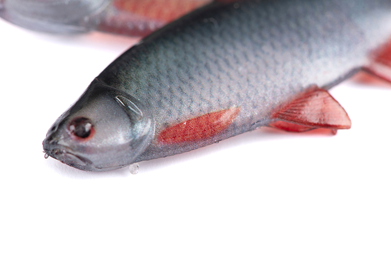 nmc069-070_rage_ultra_natural_roach_fillets_detail_1jpg